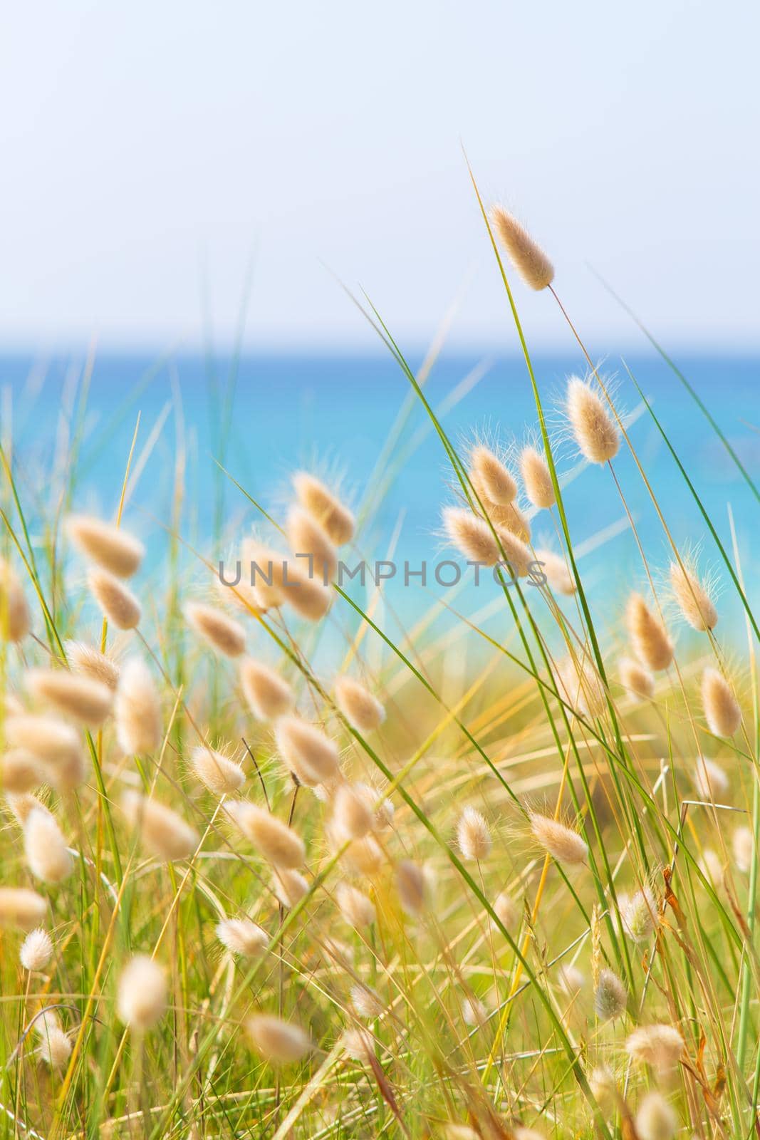 Bunny tails grass near the turquoise sea