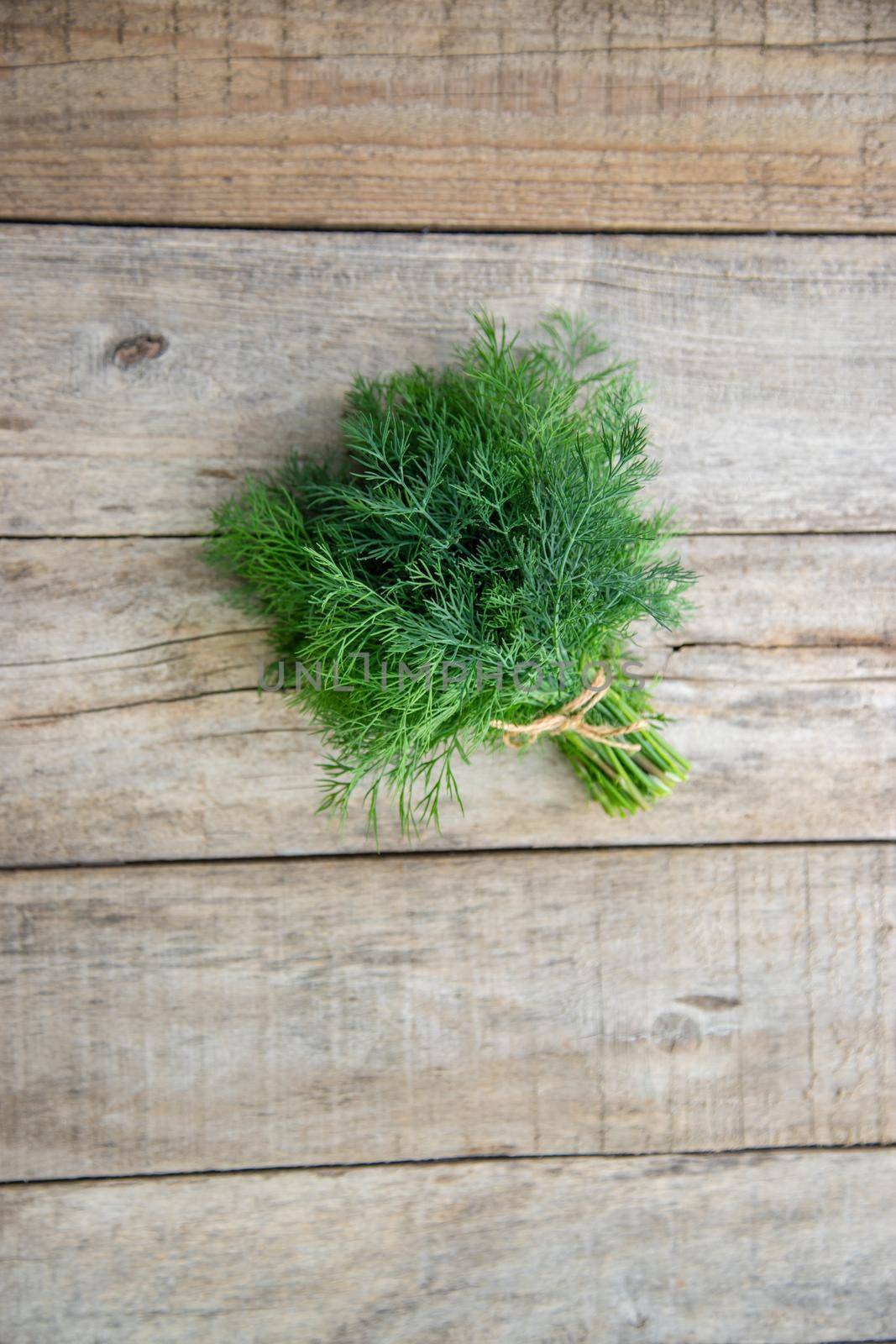 fresh home herbs from the garden. Dill. Selective focus. by mila1784