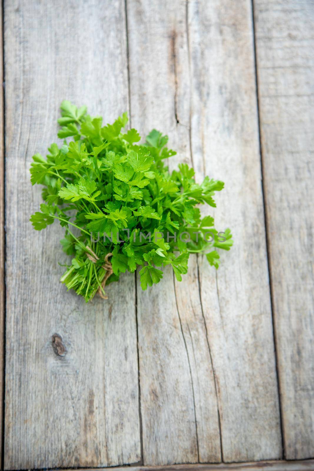 Fresh homemade herbs from the parsley garden. Selective focus. nature.