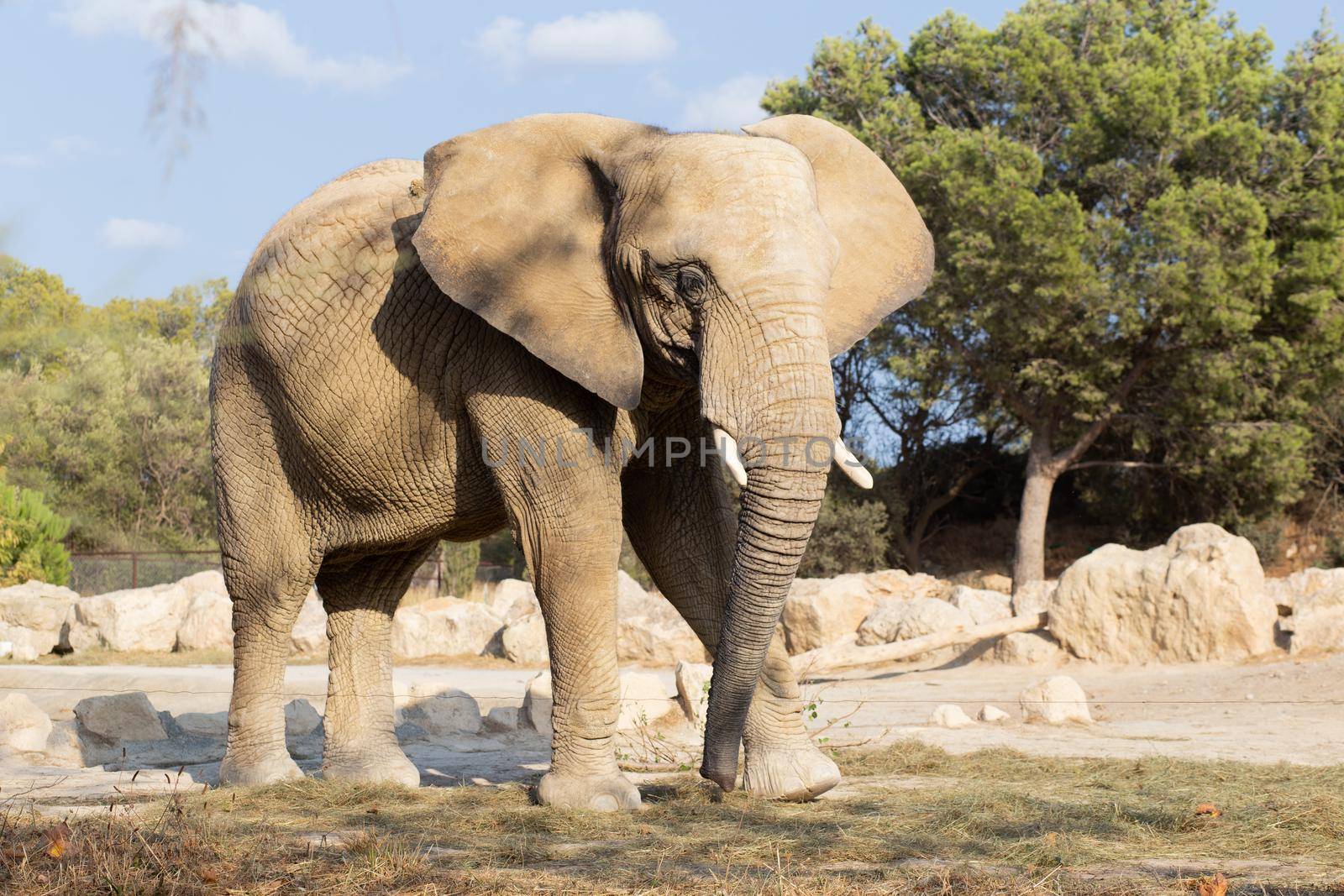African elephant walking in the nature by Tilo