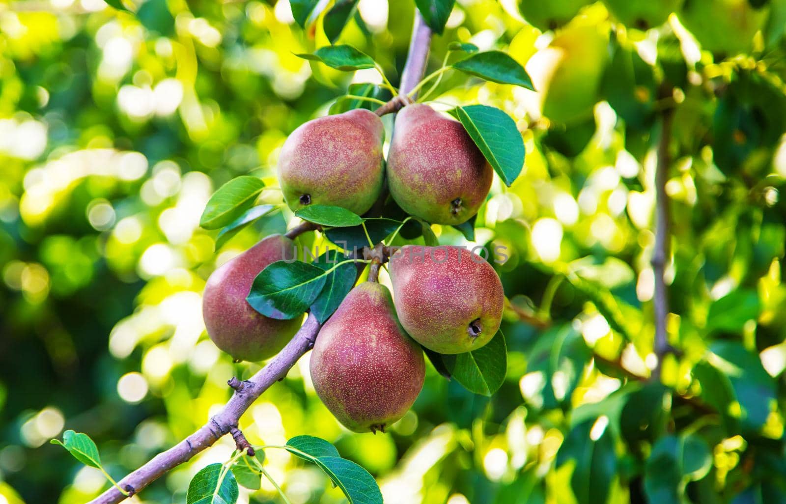 pears growing on a pear tree. pear garden selective focus.nature