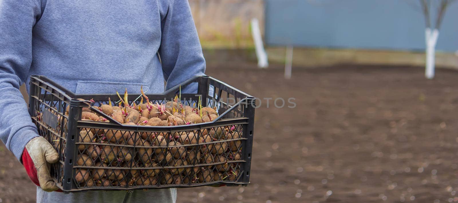 Potatoes for planting on a farm in a box. selective focus