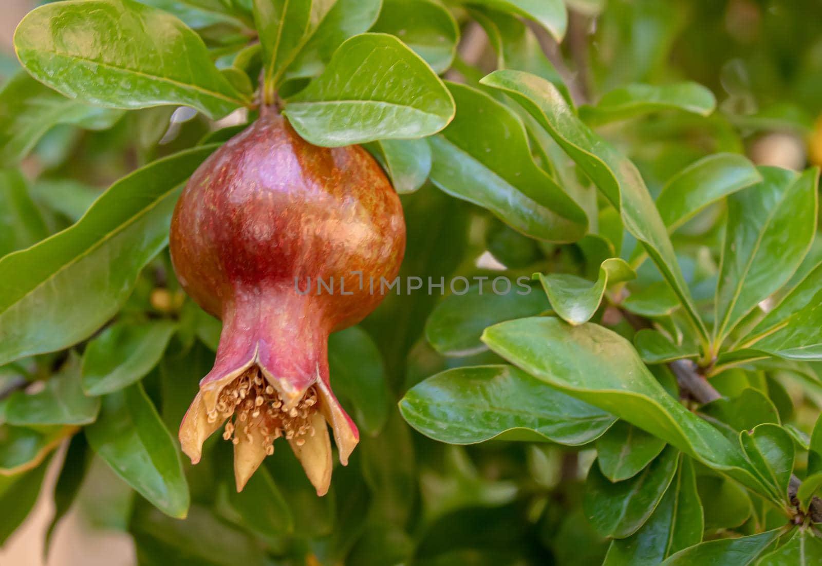 Red pomegranate on a tree in leaves. Selective focus.Nature