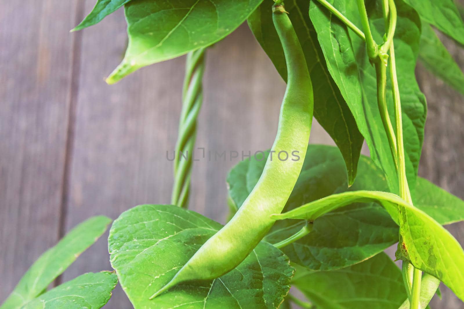 selenium bean pods in garden. selective focus.food