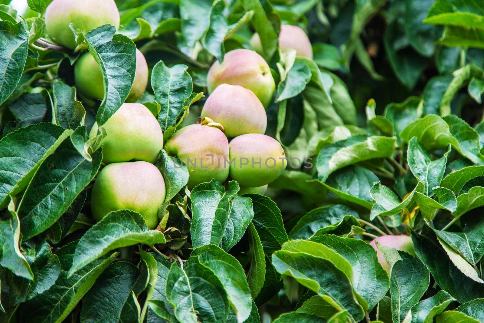 Apples on a tree in the garden. Selective focus. nature.