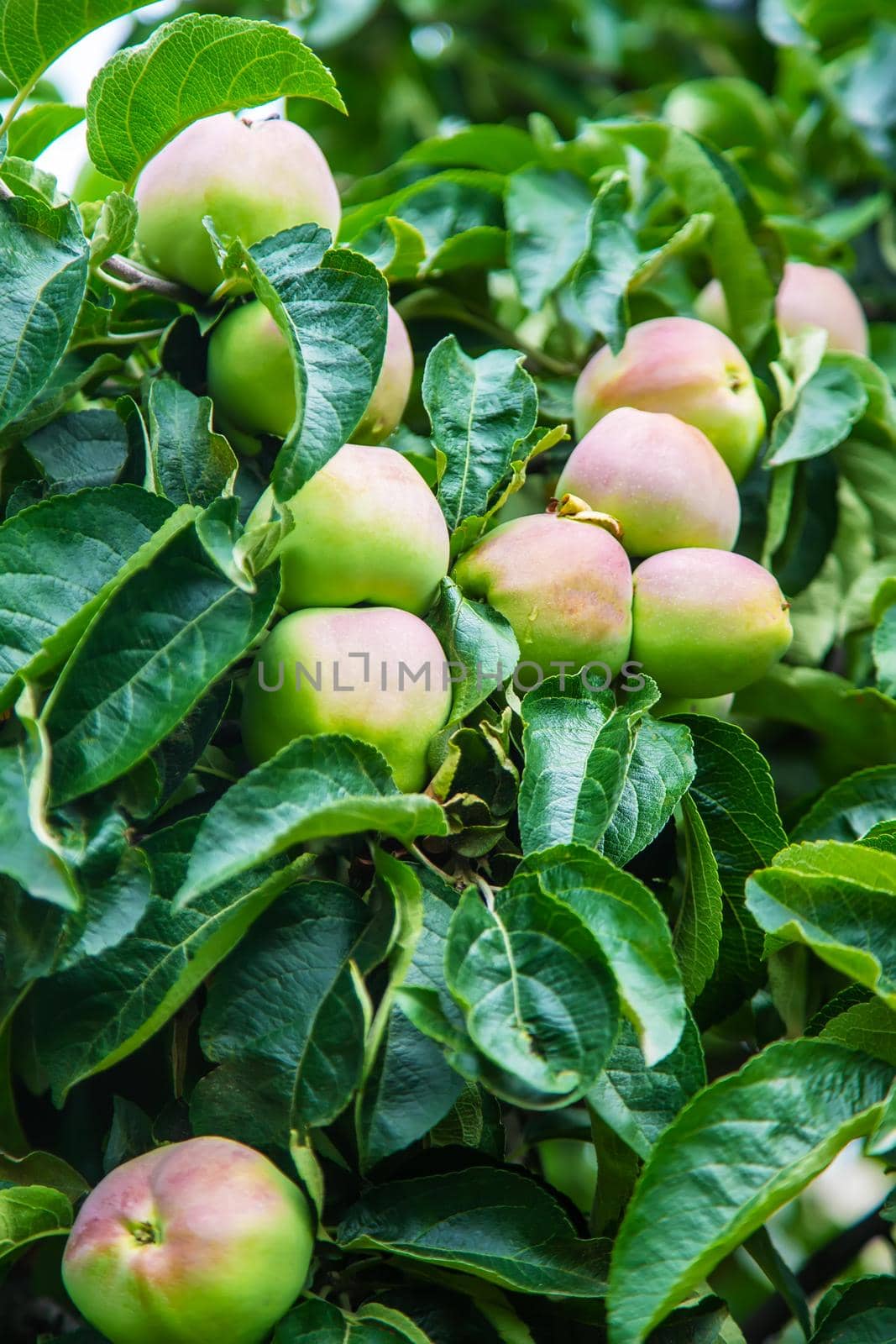Apples on a tree in the garden. Selective focus. by mila1784