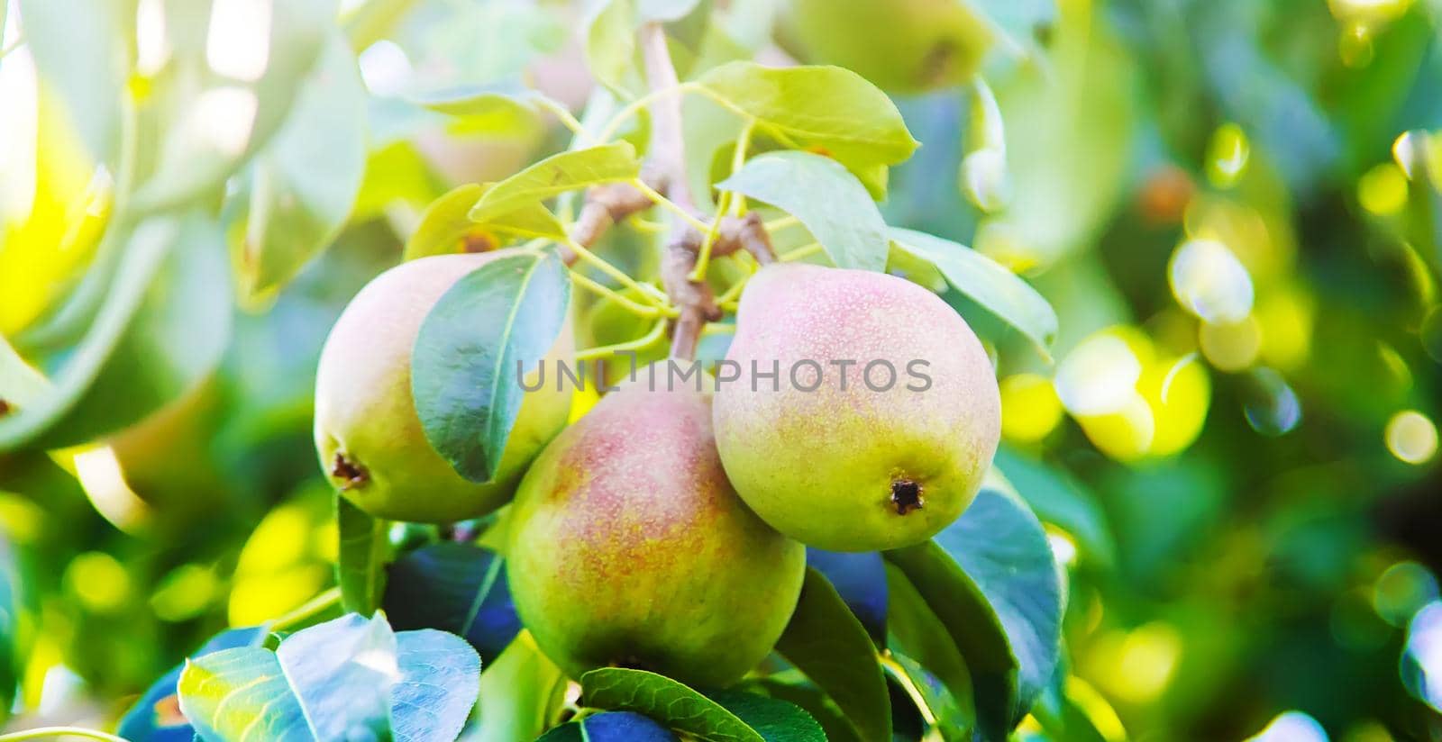 pears growing on a pear tree. pear garden selective focus by mila1784