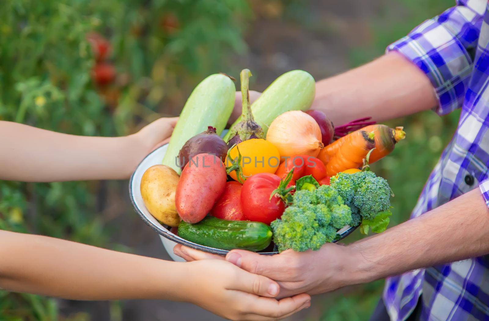 Vegetables in the hands of the child and father in the garden. Selective focus.food