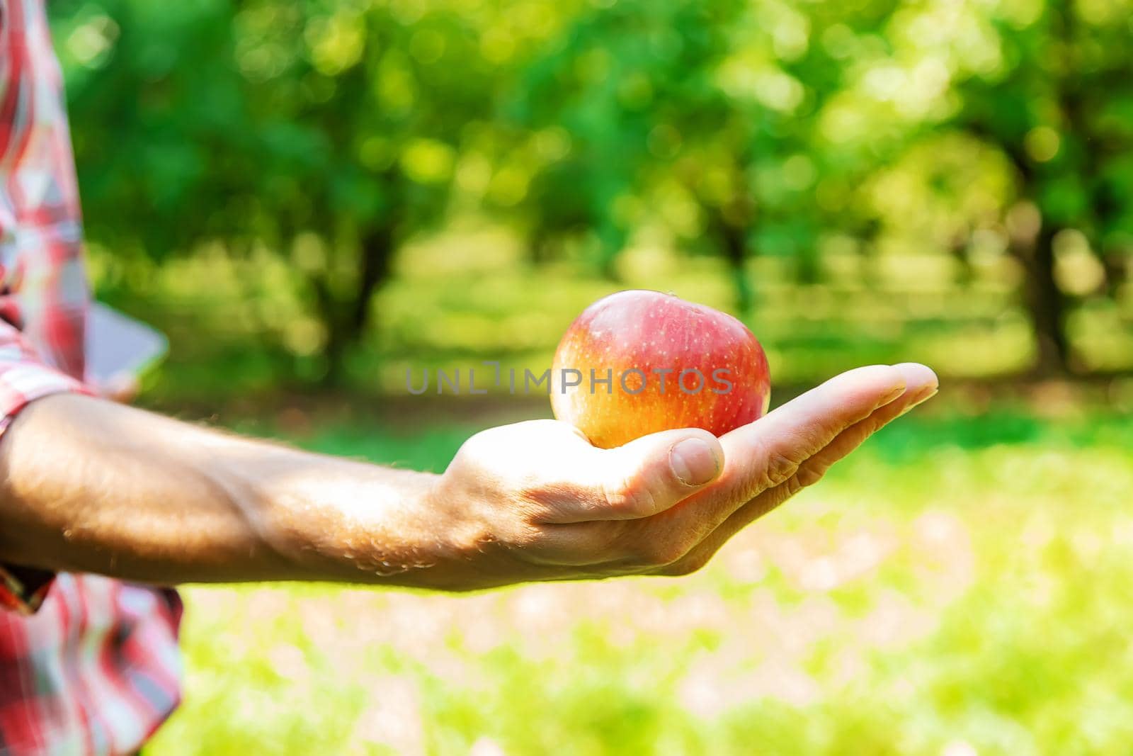 men picks apples in the garden. Selective focus. nature.