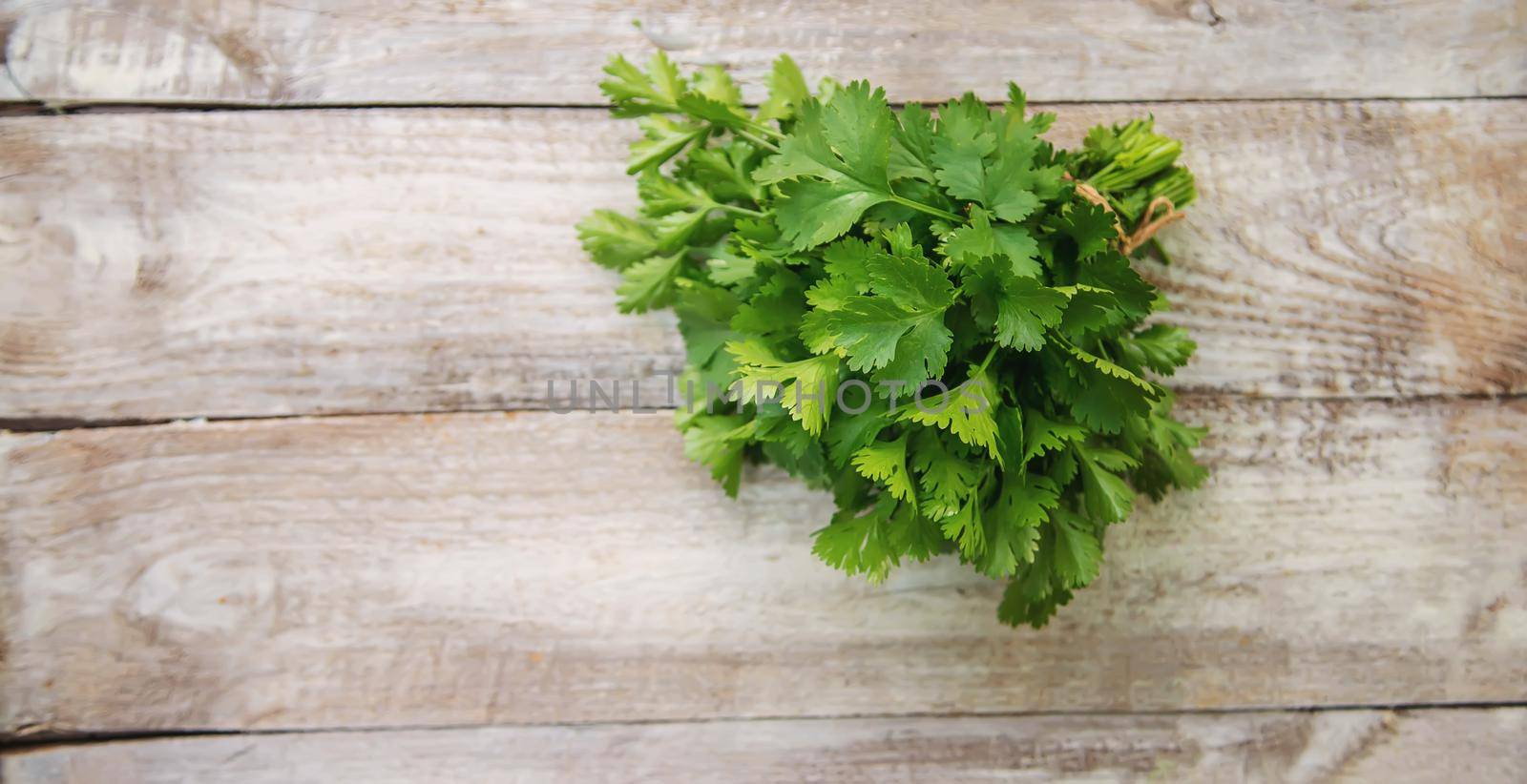 Fresh homemade herbs from the parsley garden. Selective focus. by mila1784