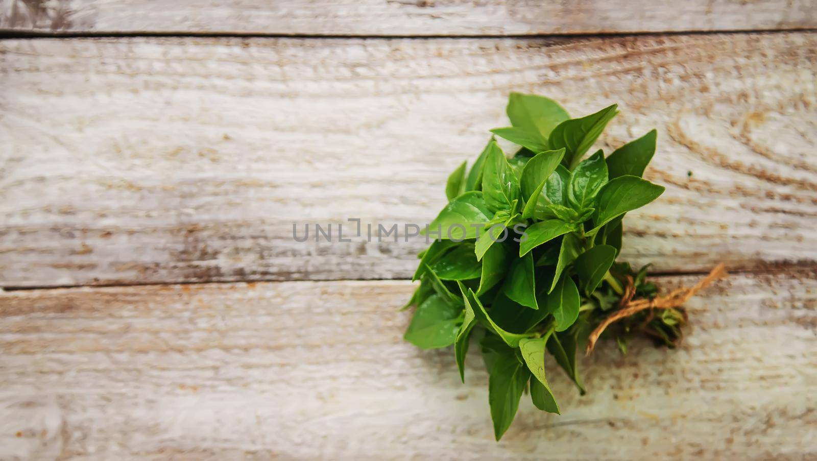 fresh home herbs from the garden. basil. Selective focus. by mila1784
