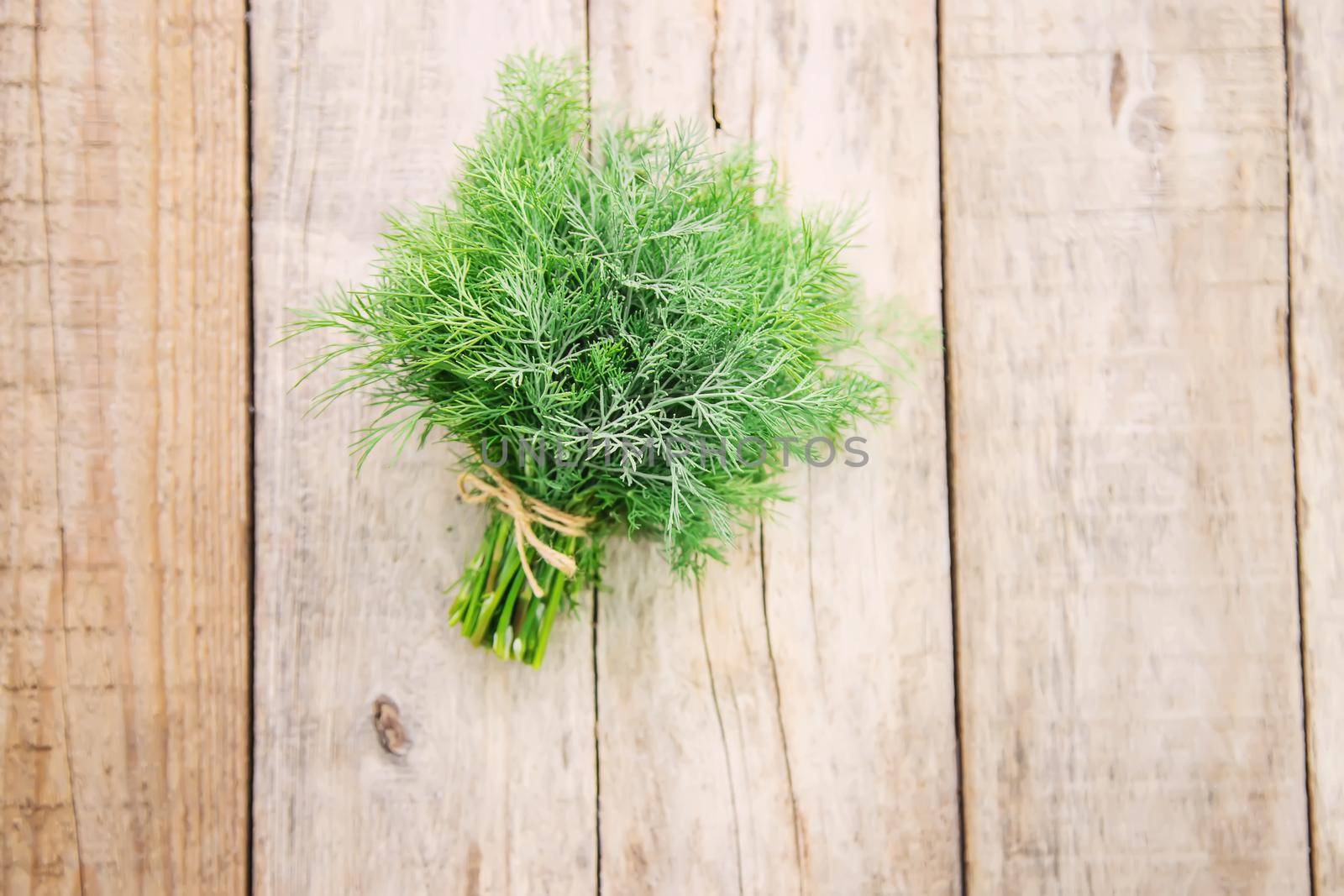 fresh home herbs from the garden. Dill. Selective focus. by mila1784