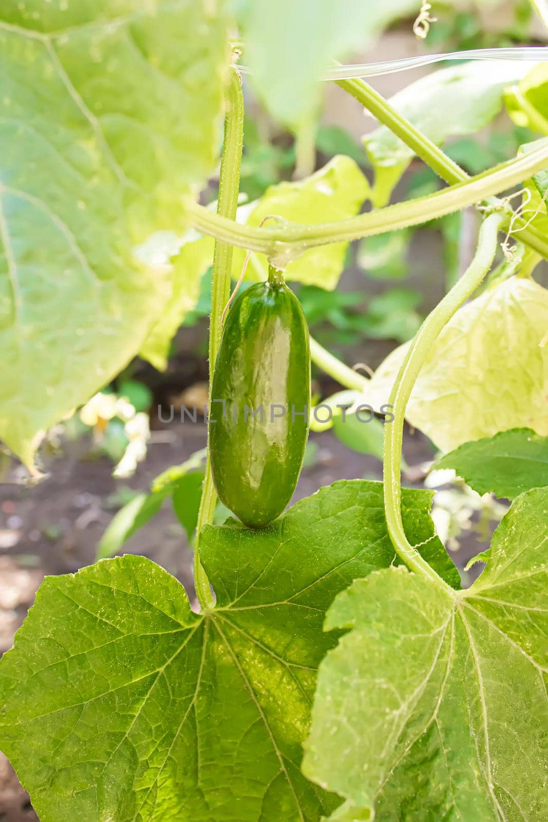 Cucumbers growing on a vine in a rural greenhouse. Selective focus by mila1784