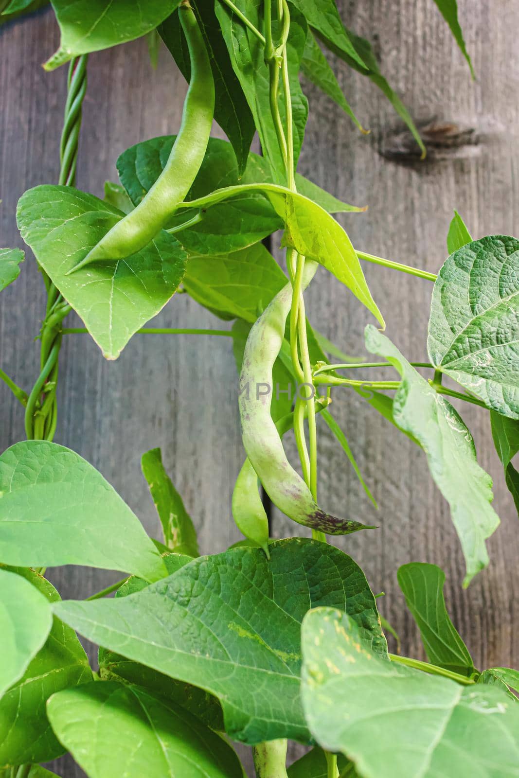 selenium bean pods in garden. selective focus.food