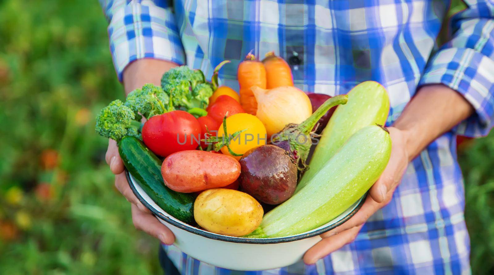 Vegetables in the hands of a man in the garden. Selective focus food