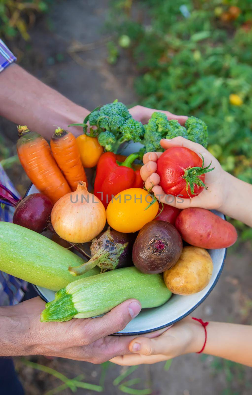 Vegetables in the hands of the child and father in the garden. Selective focus.food