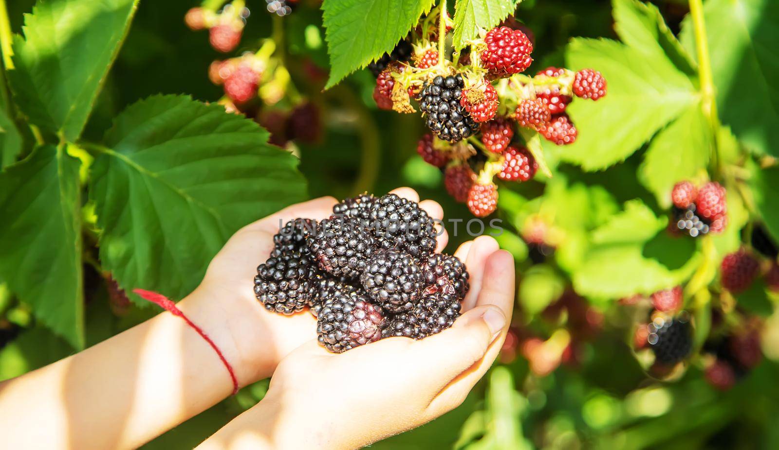 blackberry in the hands of a child on the background of nature. selective focus.food