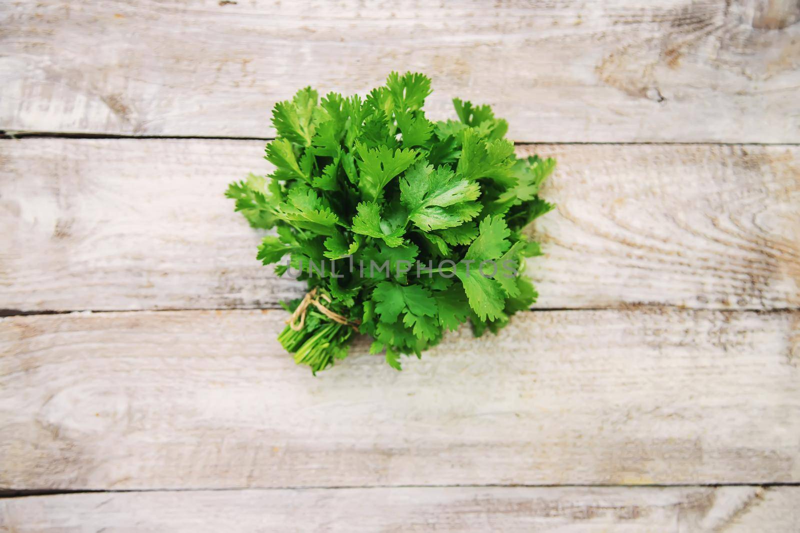 Fresh homemade herbs from the parsley garden. Selective focus. nature.