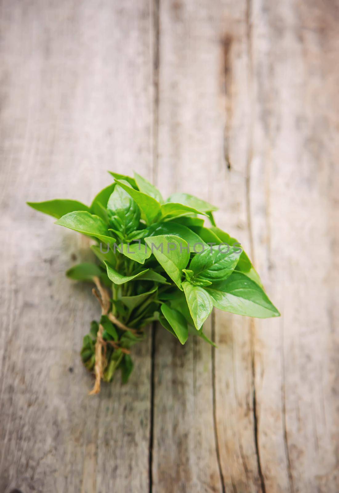 fresh home herbs from the garden. basil. Selective focus. nature.