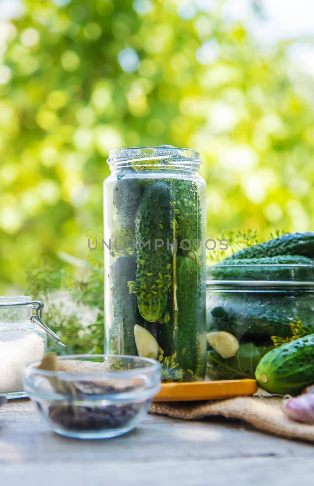 preservation of fresh house cucumbers. Selective focus. nature