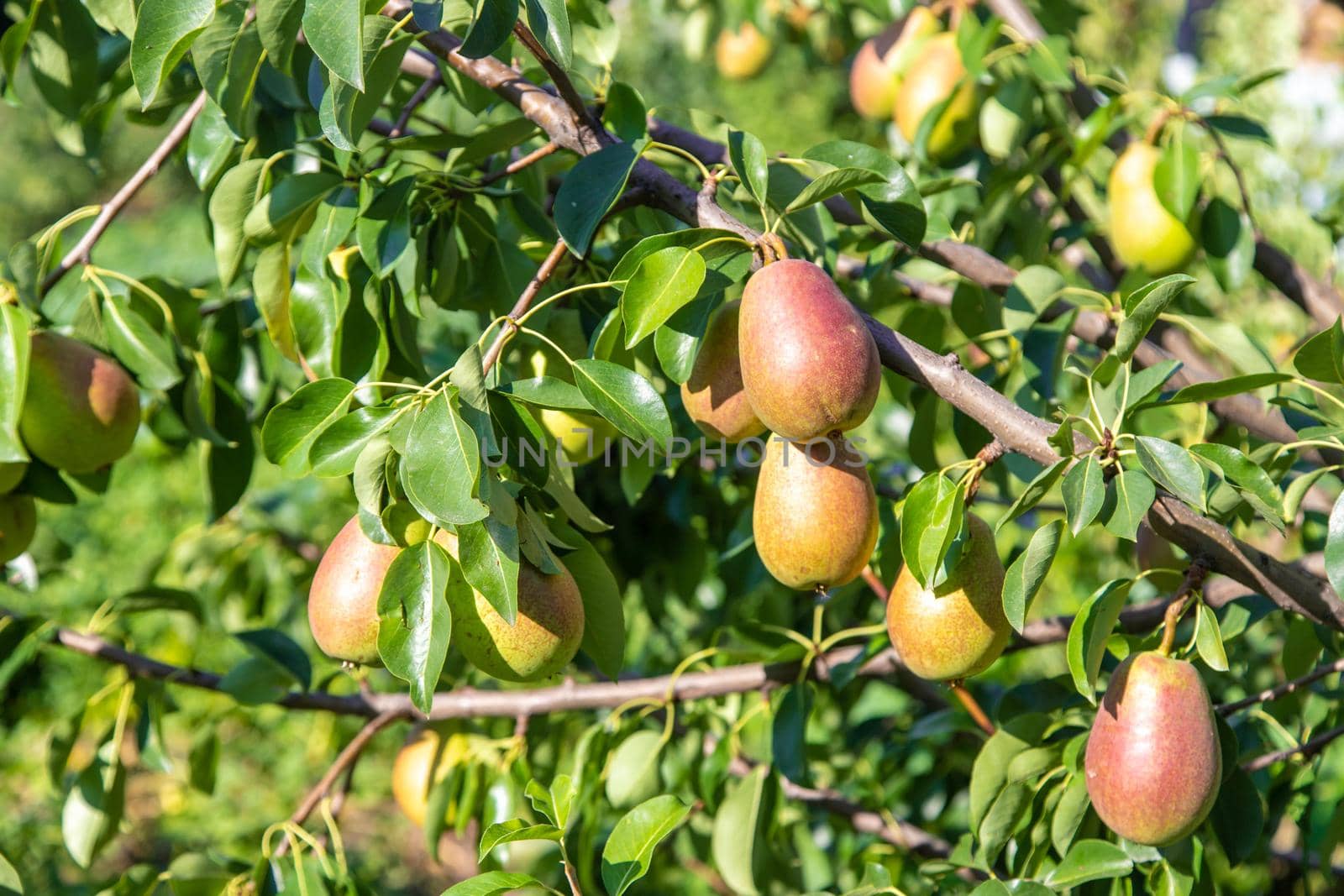 pears growing on a pear tree. pear garden selective focus by mila1784