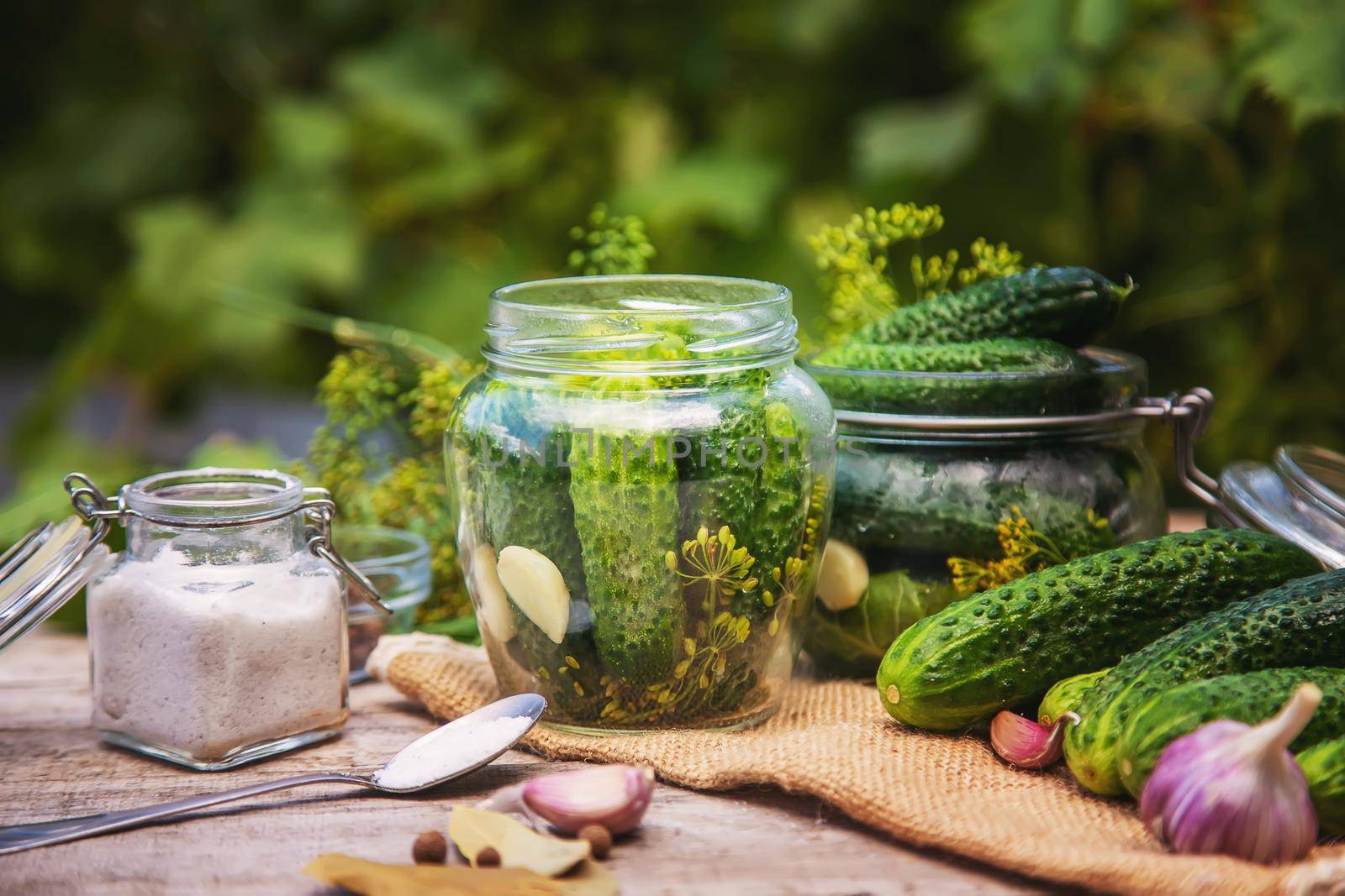 preservation of fresh house cucumbers. Selective focus. nature