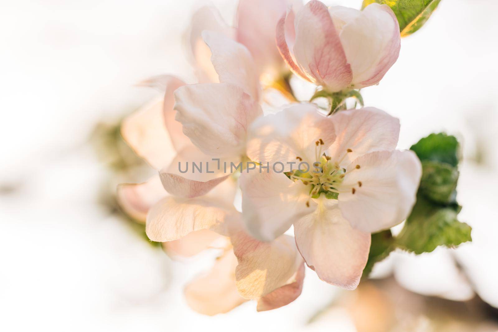 Blooming Apple Flowers and Sun flares Spring Awakening. Camera movement along the Apple branches with a shallow depth of field.