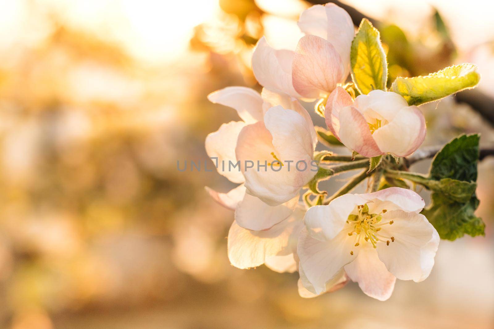 Beautiful branch of apple tree at bloom. Pretty white flowers blossoming, sun shines through leaves. Beautiful apple tree flowers in spring.