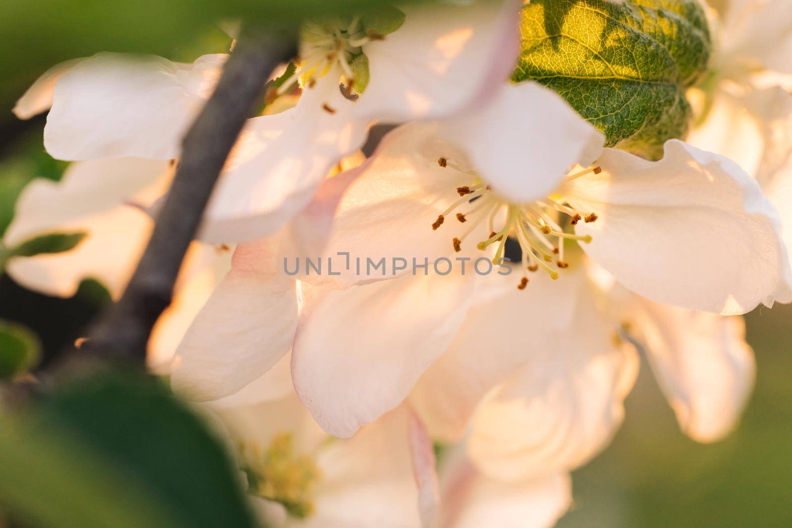 Blossom apple tree with branches with sun flares on background. Apple tree flower close up. Beautiful white flowers. Spring flowering apple tree on a background at sunset.