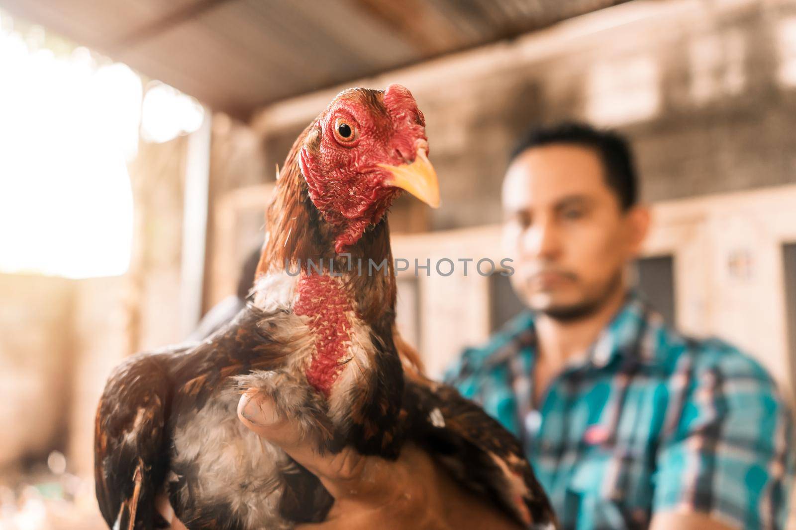 Breeder of fighting cocks in a corral holding his champion in his hand and looking at the camera. Concept of traditional sports