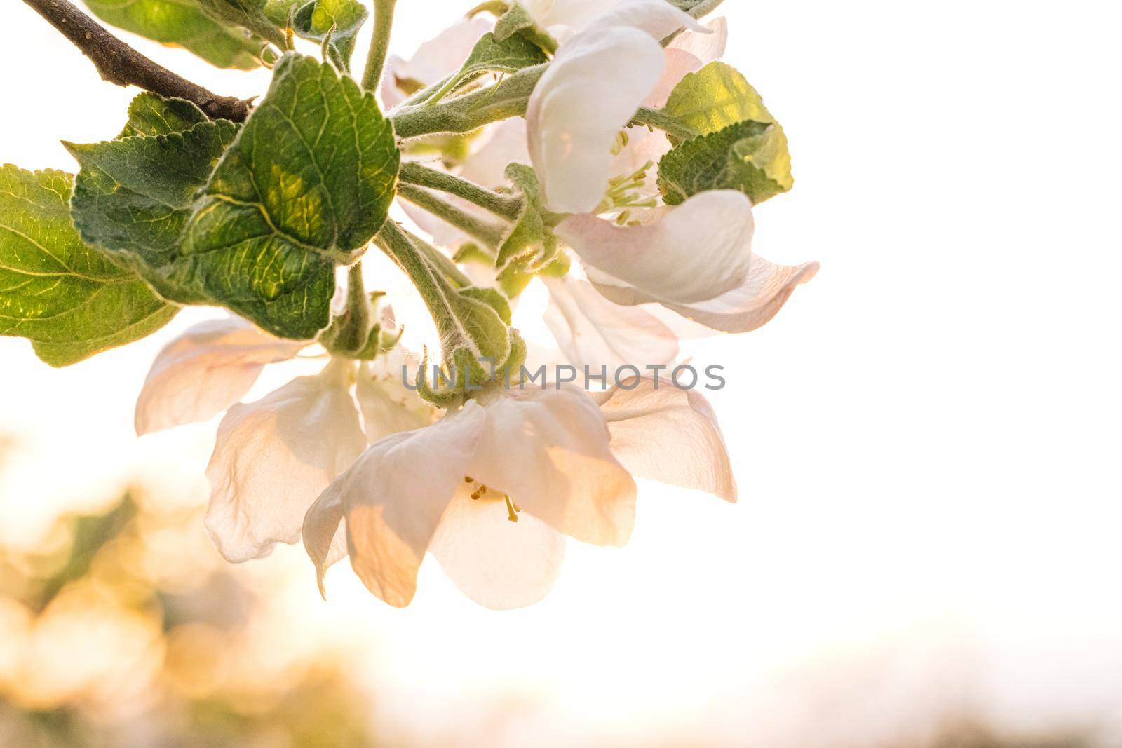 Apple flowers blossoming against bright sunny sky. Amazing sunbeams falling on charming white apple flowers. Beautiful apple tree flowers in spring by uflypro