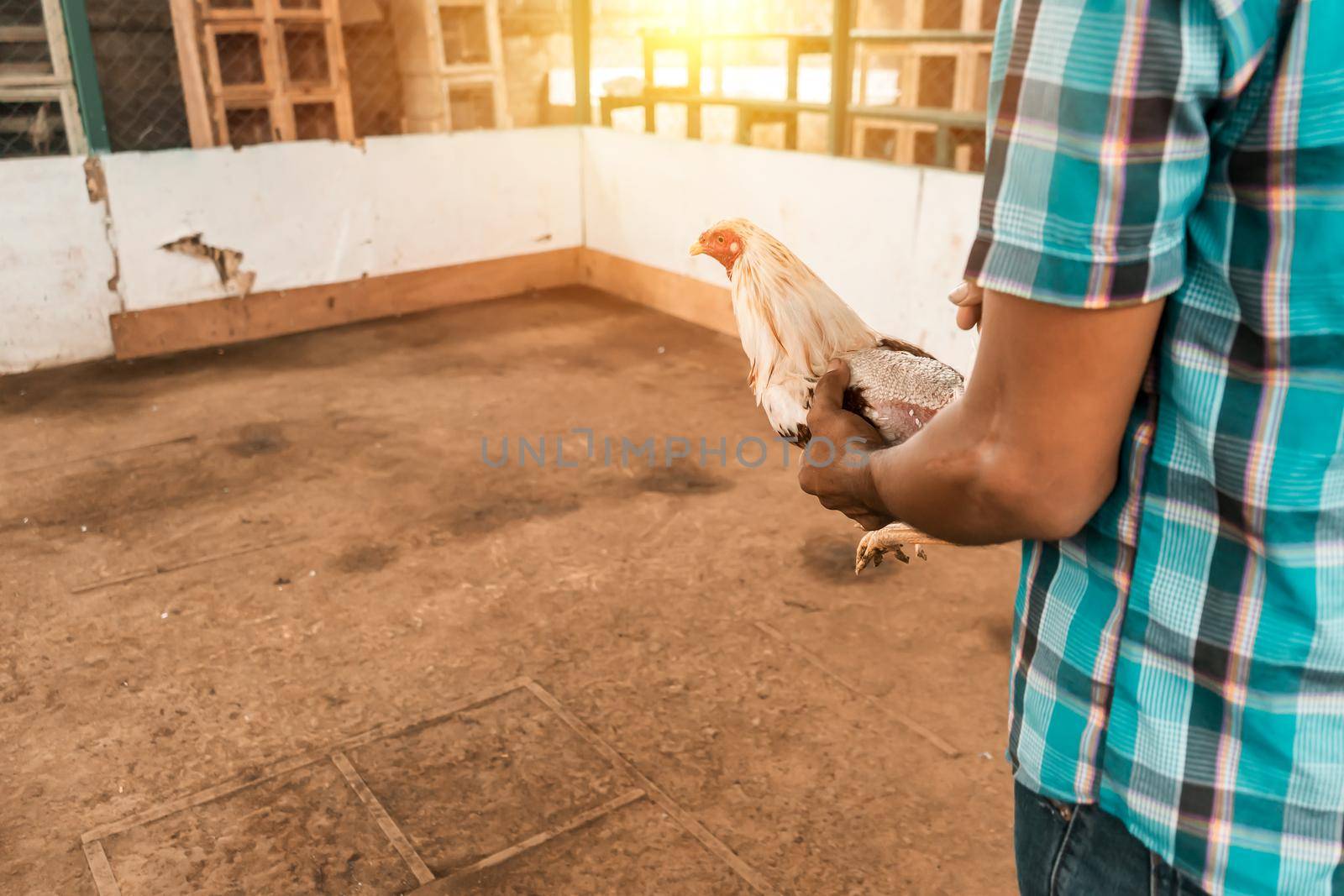 Unrecognizable fighting cock breeder seen from behind holding an animal in his hands in an arena in a rural area of Leon, Nicaragua. Concept of traditional peasant sports of Latin America.