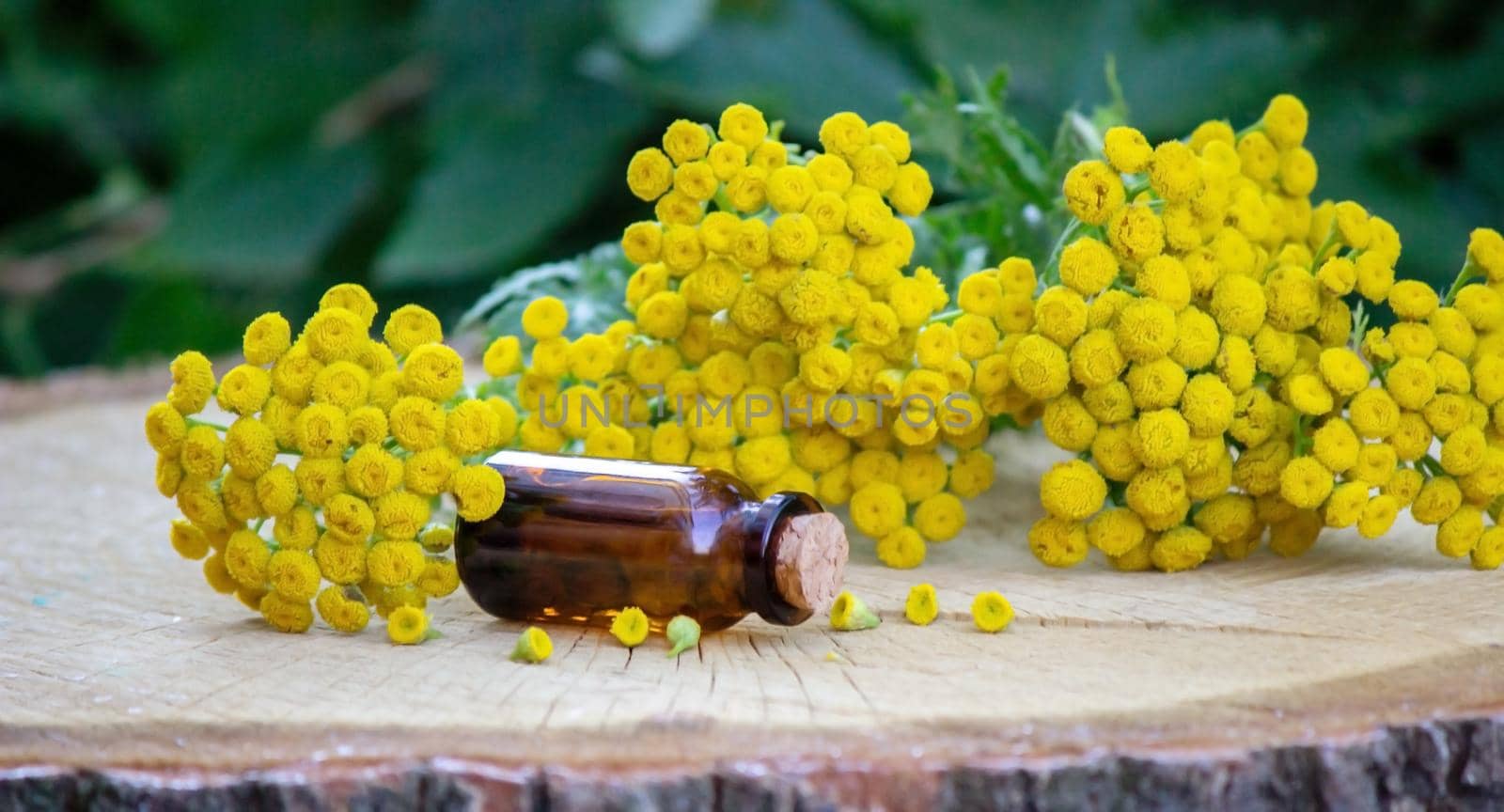essential oil of immortelle on a wooden background. Selective focus. Herbs