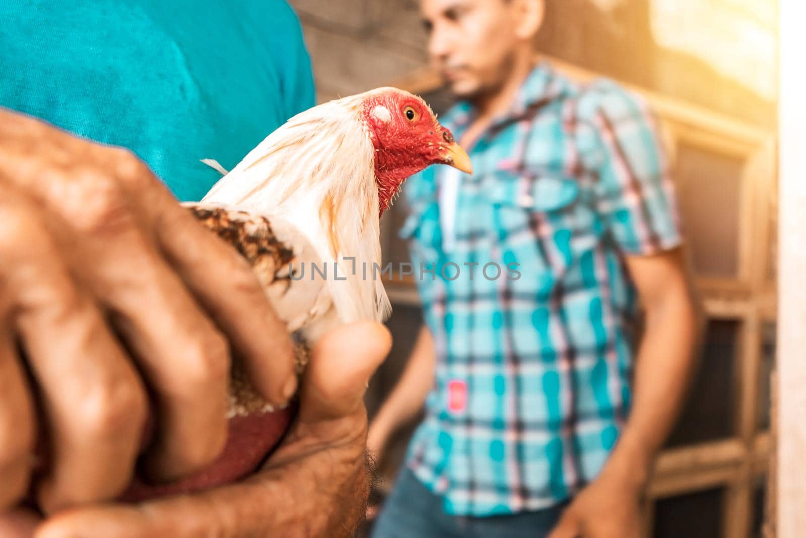 Unrecognizable fighting rooster breeder holding in his hands a bird prepared for combat and looking at the camera in rural Leon, Nicaragua. Concept of traditional peasant sports by cfalvarez