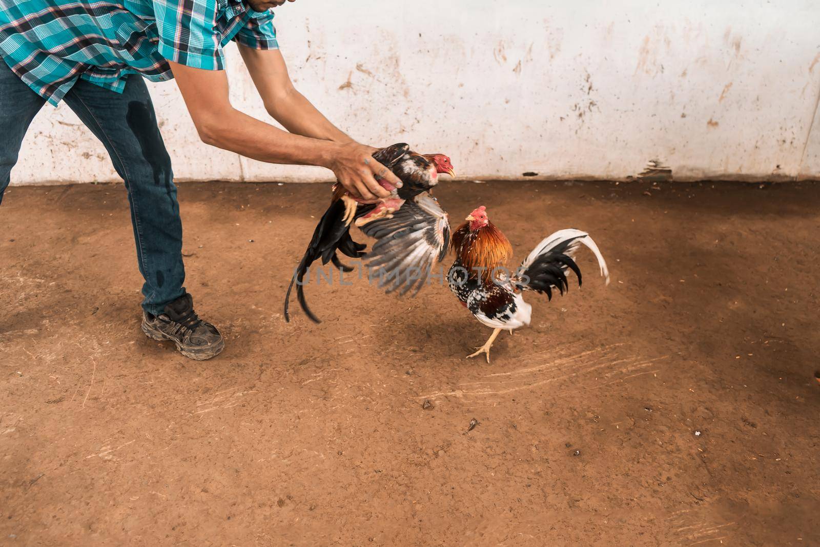 Unrecognizable fighting cock breeder putting two birds to fight in an arena in a rural area of Leon, Nicaragua. Concept of traditional peasant sports by cfalvarez