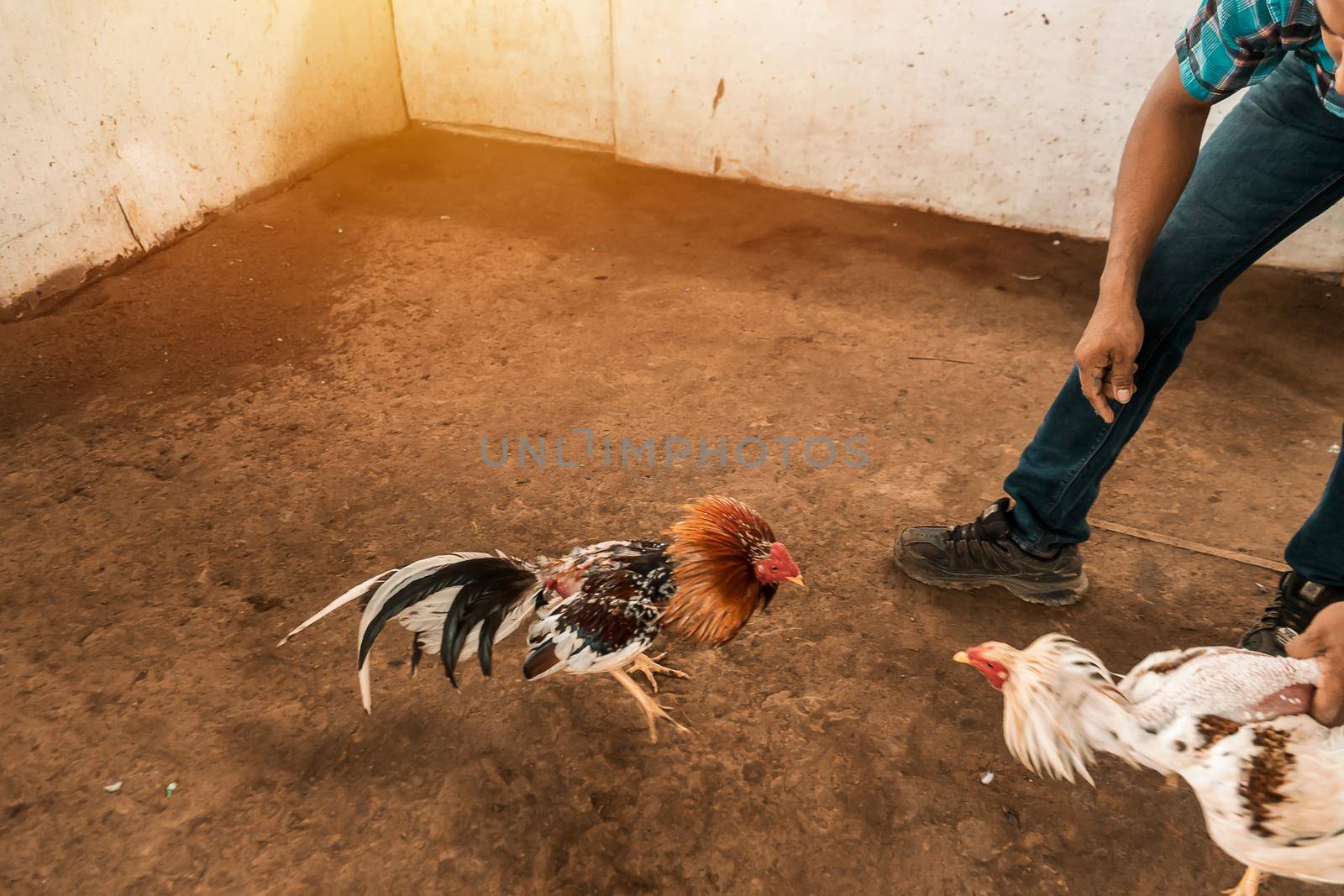 Unrecognizable fighting cock breeder facing the animals during a training session in an arena in a rural area of Leon, Nicaragua. Concept of traditional peasant sports of Latin America.
