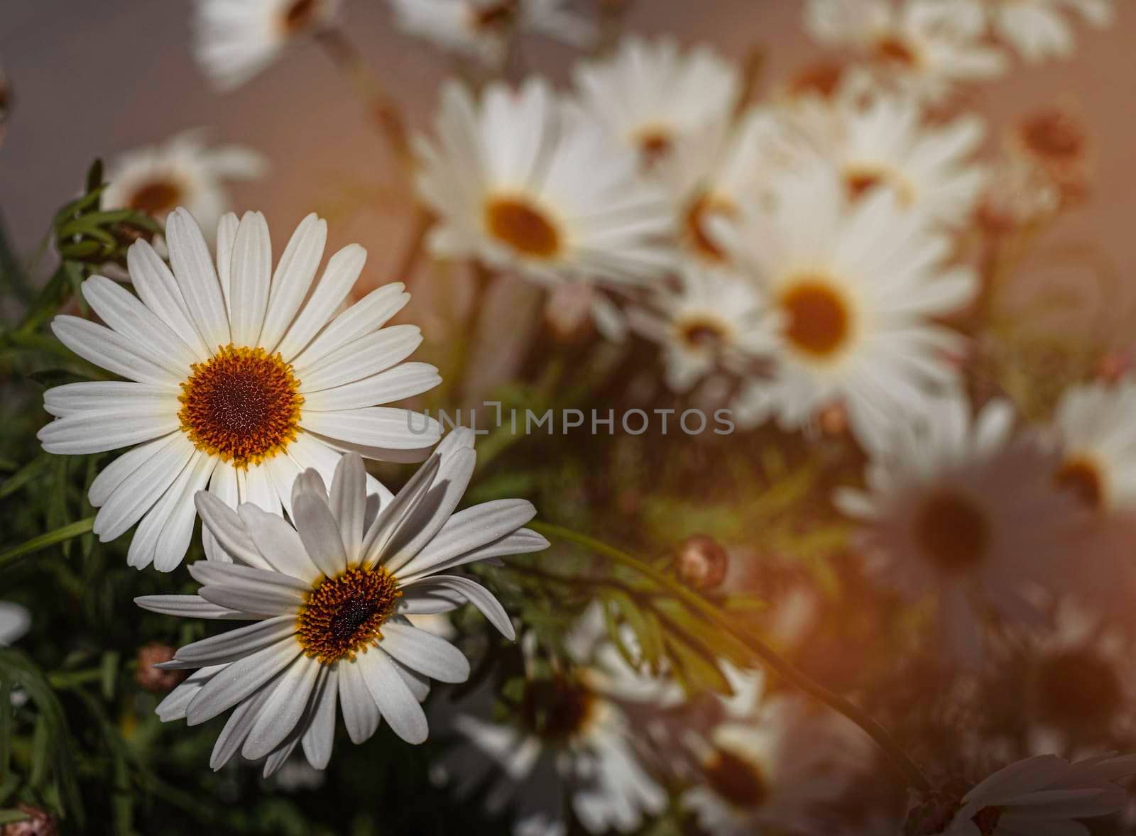Large decorative daisies in the garden sunset.