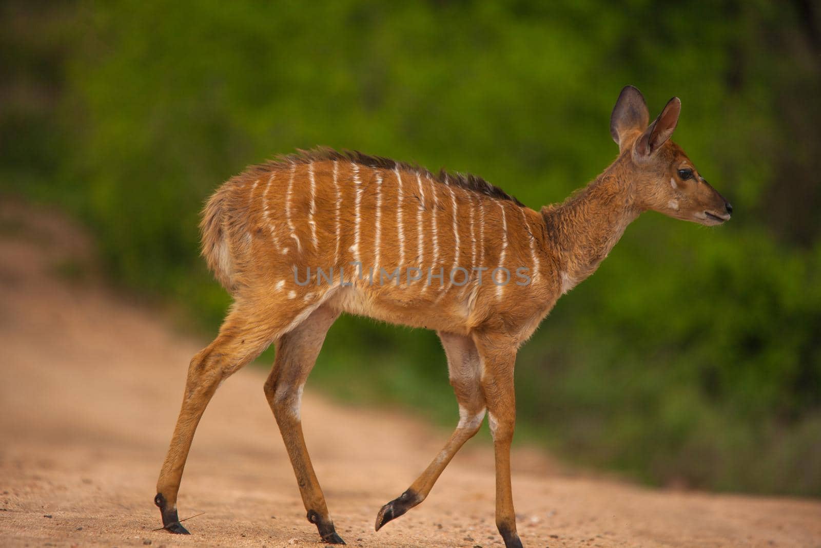 A Nyala female (Tragelaphus angasii) crossing a road in Kruger National Park, south Africa