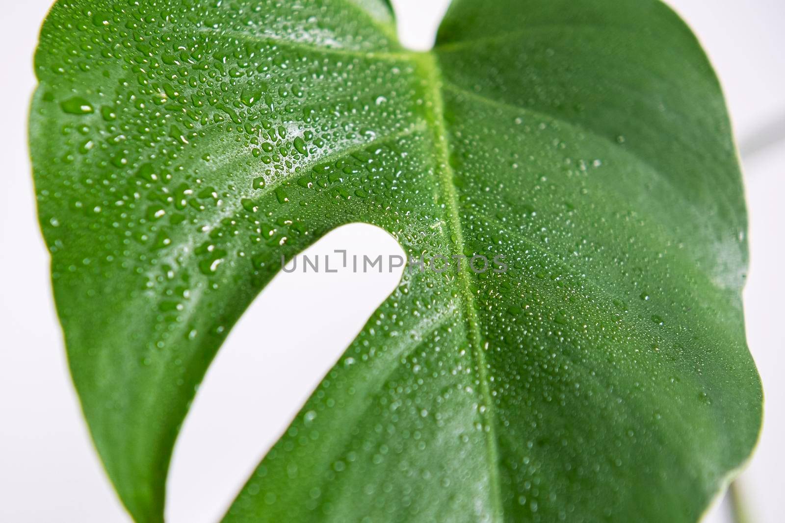 Close up beautiful young leaf of monstera on white background. Minimalism concept.