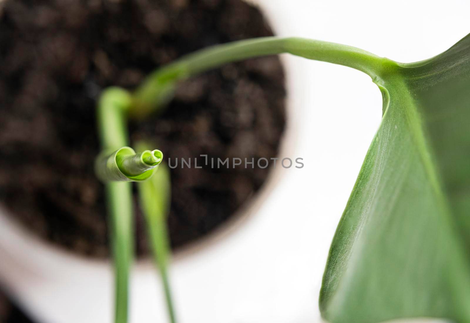 Beautiful young close leaf of monstera on light background. Top view. Minimalism concept.