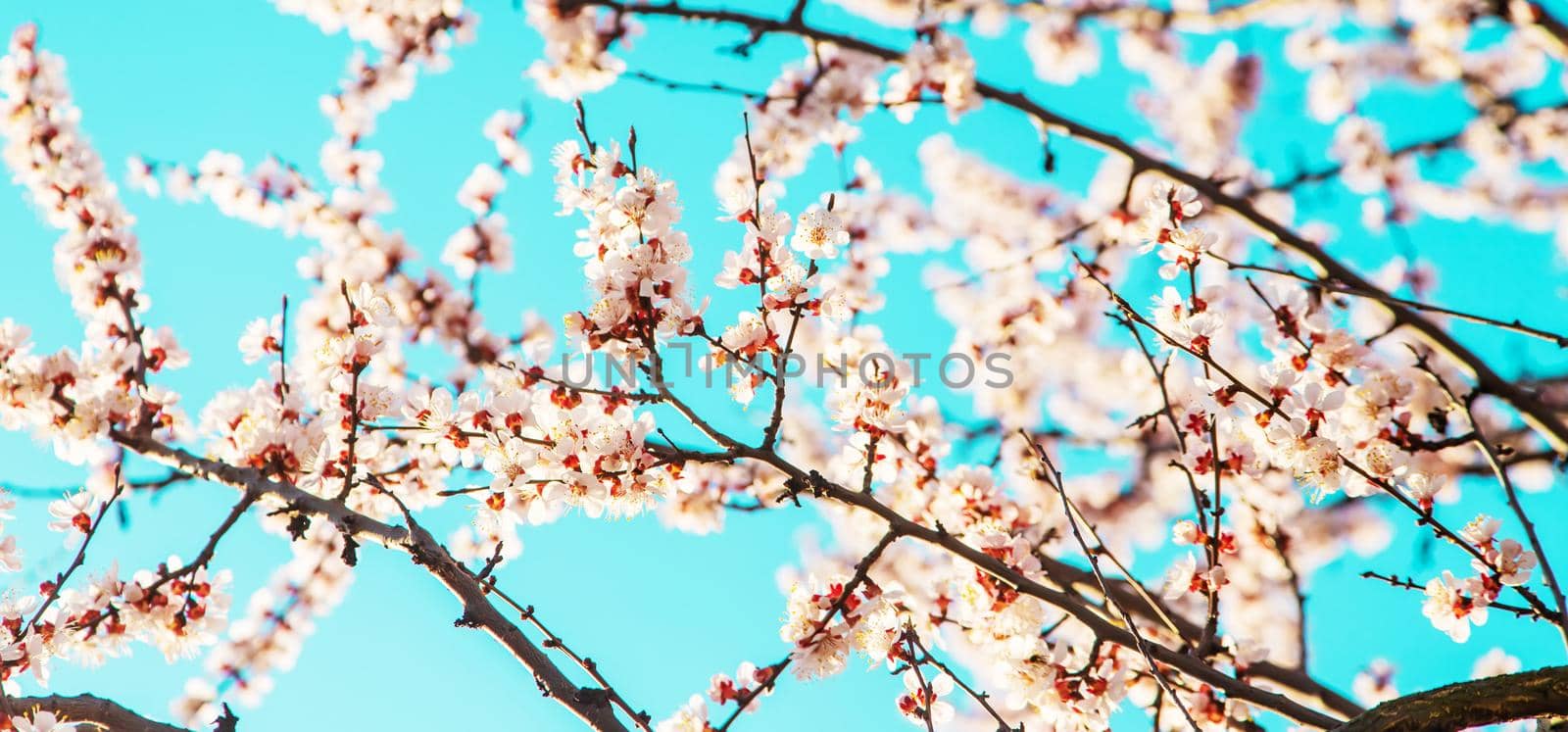 Blooming tree in the garden. Selective focus by mila1784