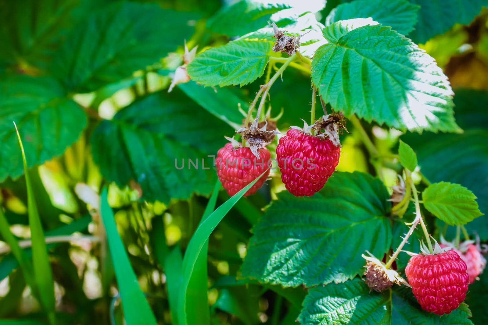 Wild raspberries on the green bush. Space for text by JuliaDorian