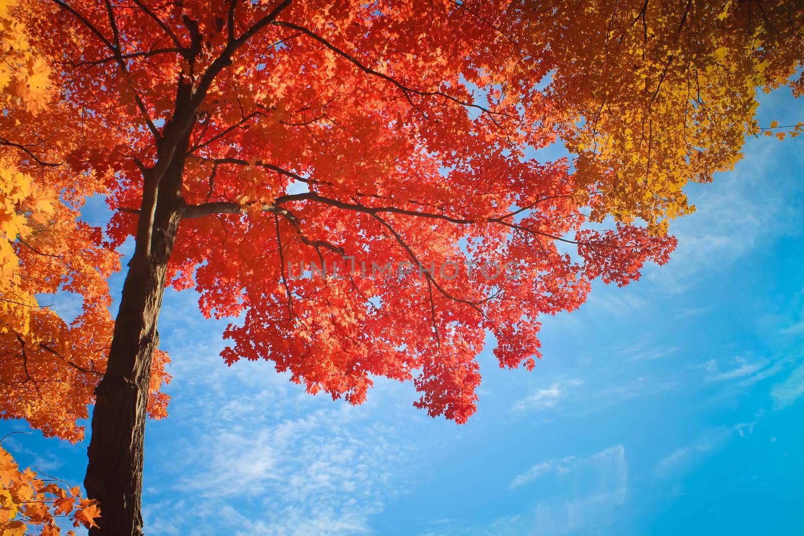 View of maple tree leaves with blue sky background. Autumn trees in a forest and clear blue sky with sun.