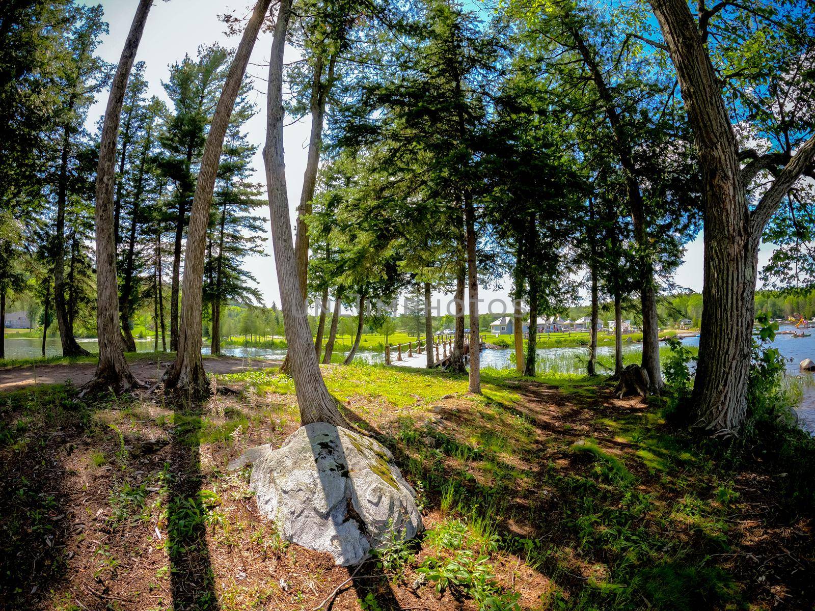 Fisheye shot of trees in the woods, with blue sky. Landscape view, background.