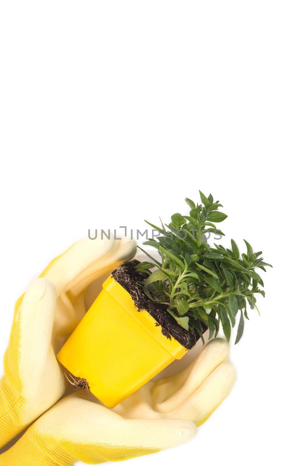Hands in yellow garden gloves holding flower plant on white background. Spring planting season. Gardening layout. The care of plants. Work in the ground. Space for text by JuliaDorian