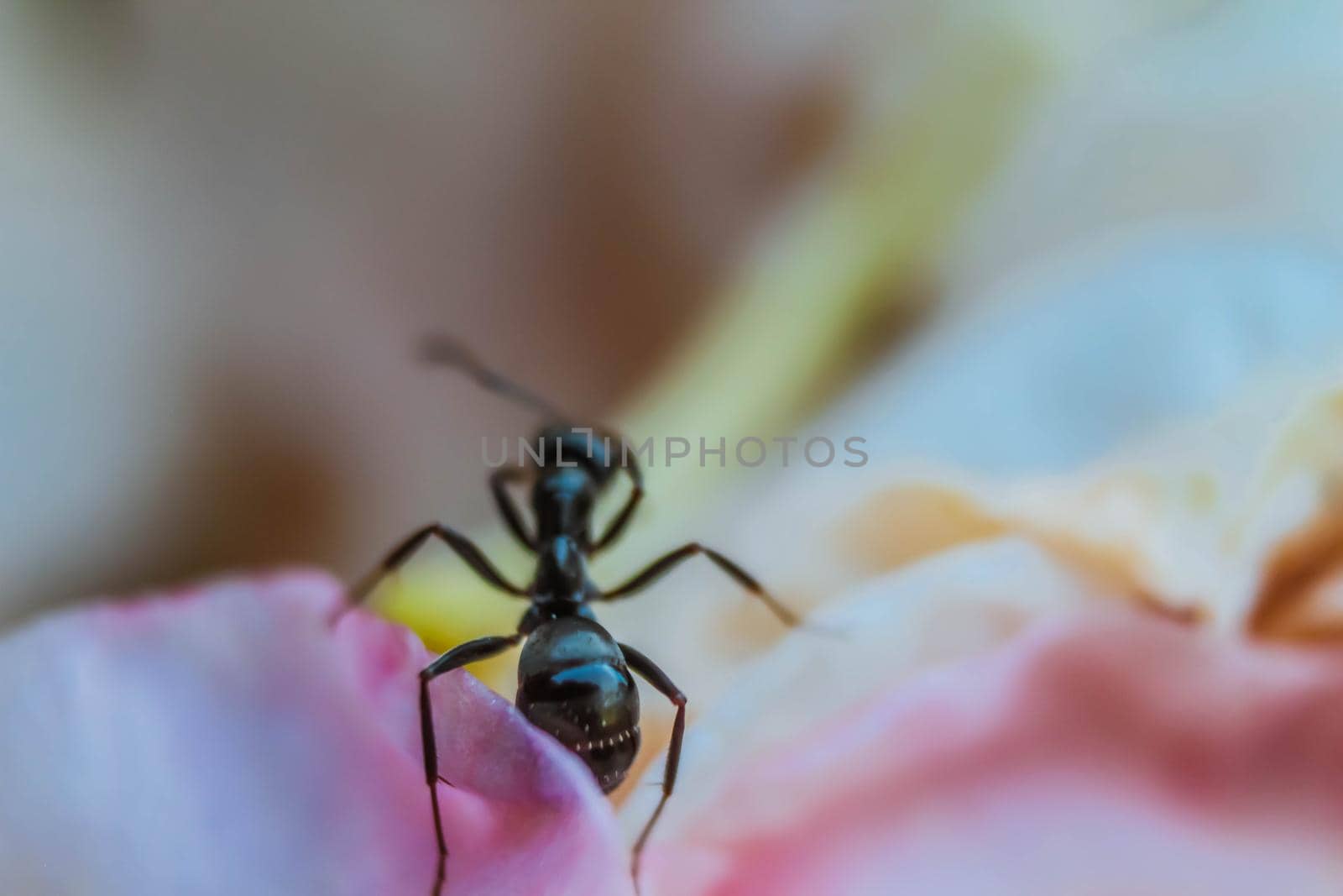 Close up macro of black ant cleaning itself on a bright white pink spring flower. Blurred petal flower background.