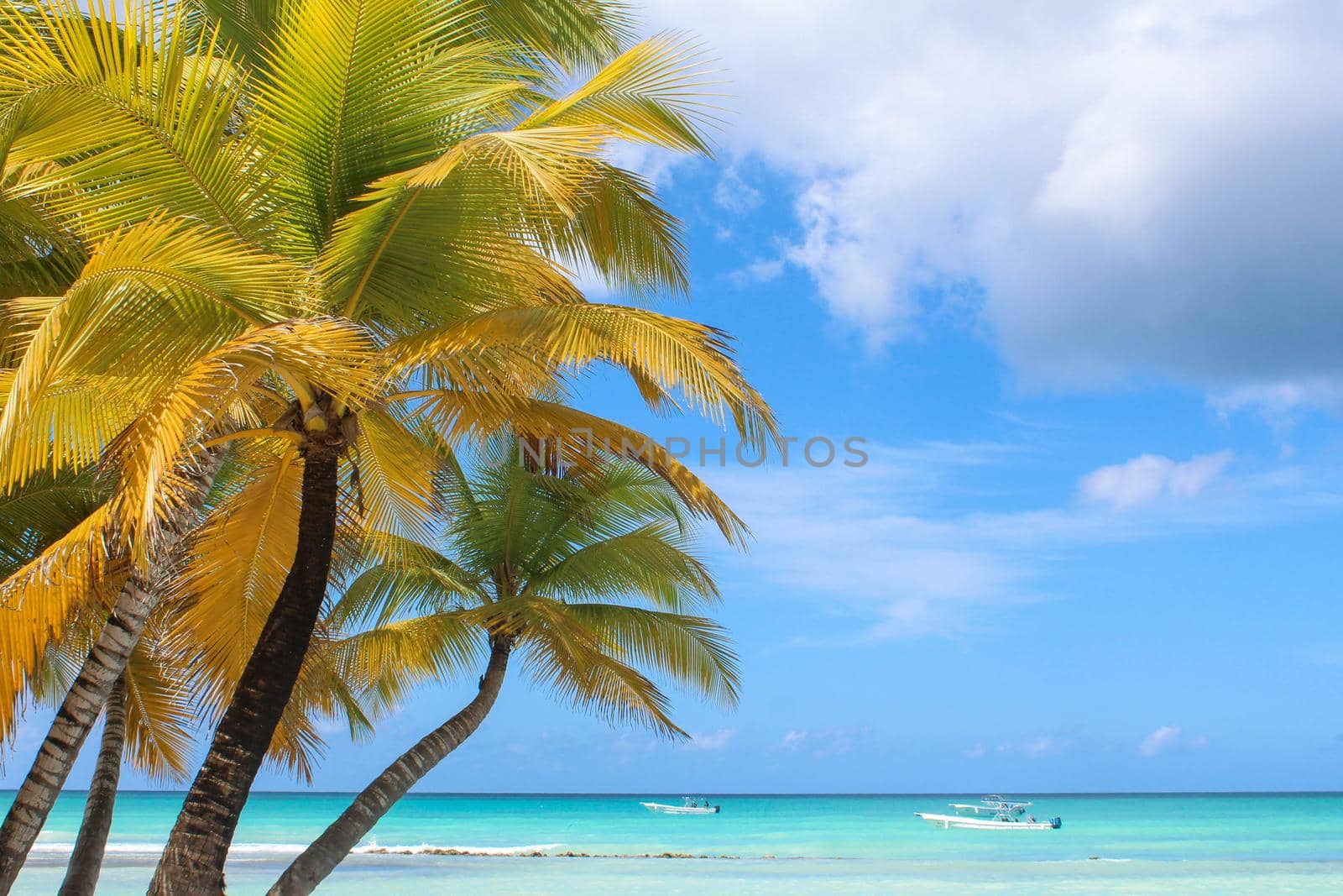 Tropical paradise beach with white sand and coco palms travel tourism concept