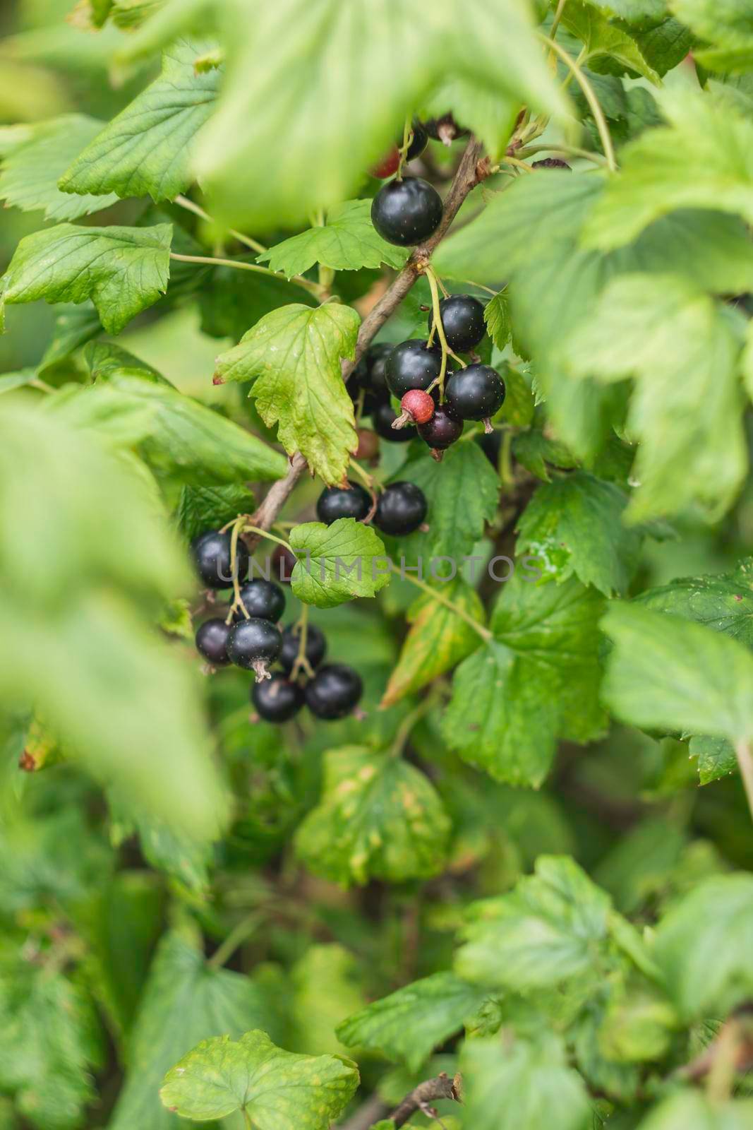 Bush of blackcurrant in open ground. Green fresh leaves and black berries of edible plant. Gardening at spring and summer. Growing organic food. by aksenovko