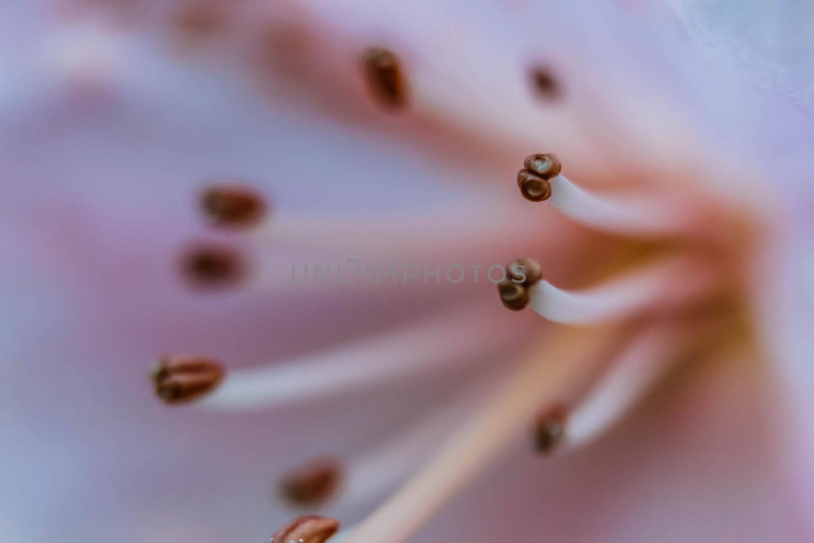 Abstract floral background with macro flower stamens. Soft selective focus. Blurred beautiful petal. Beautiful Macro of pink flower. Beautiful vivid macro of purple Rhododendron pistil and stamens
