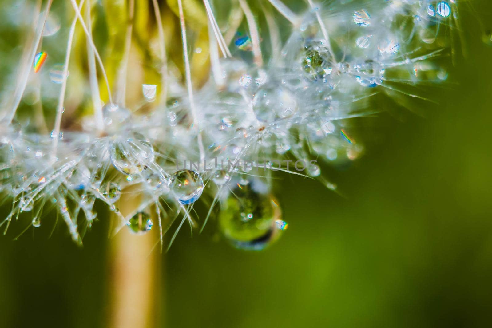 Macro photo of dandelion seeds with water drops. Selective focus.